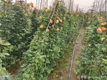 降溫了，月季筍芽要剪嗎？