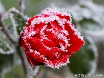 冬季下雪會(huì)凍死月季嗎？