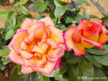 為什么月季開花和宣傳圖不一樣呢？