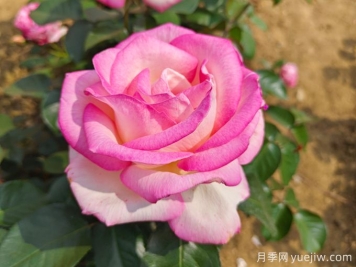 小區(qū)內(nèi)植物怎么修剪？