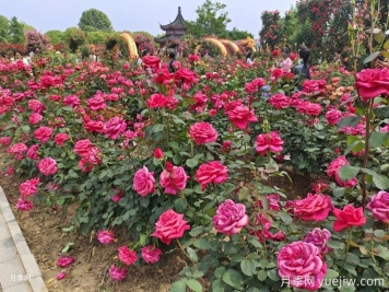200種常見園林植物與養(yǎng)護技術(shù)