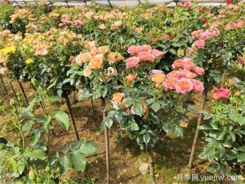 夏天月季葉片枯萎焦黃怎么辦？