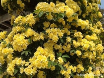 華中地區(qū)常見(jiàn)的開(kāi)花植物，一起來(lái)認(rèn)一認(rèn)！