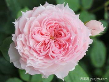 莫妮卡戴維月季，花美香濃、復(fù)花快、抗病性強(qiáng)