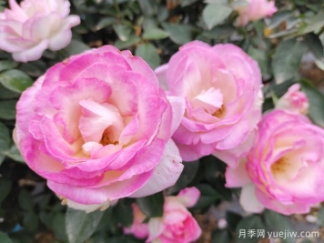 常見植物風(fēng)水學(xué)之“五行”劃分，讓你的運勢更旺！