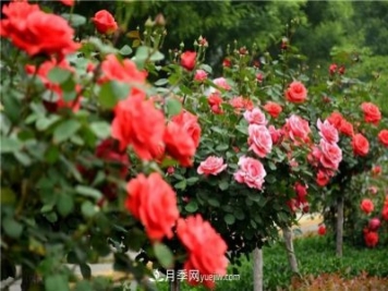 國(guó)花系列：花中皇后——月季：史上最全月季總覽