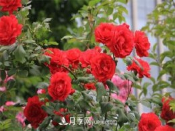 石家莊適合養(yǎng)月季花，市花和市樹是什么