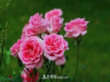 中國(guó)月季（國(guó)月）的魅力，南陽(yáng)是中國(guó)月季核心原產(chǎn)地