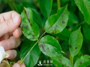 注意！夏秋大雨過后極易誘發(fā)月季黑斑病