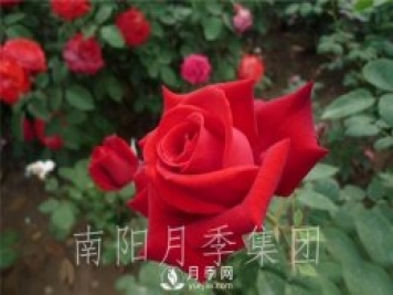月季肥傷怎么辦？大花月季兩大癥狀描述