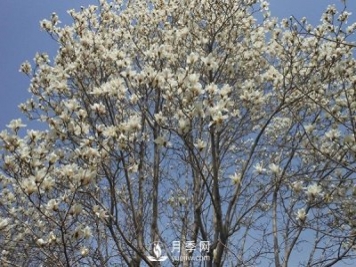 白玉蘭樹越冬防寒工作是怎樣的？