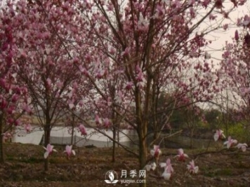 玉蘭樹幼苗移栽后要怎樣管理？