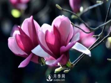 如何繁殖栽培紅玉蘭？
