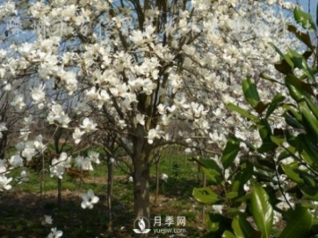 河南白玉蘭基地是怎樣調(diào)節(jié)土壤的酸堿度？