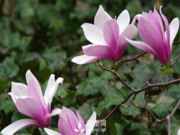 紅玉蘭？紫玉蘭？看這兩處你就清楚了