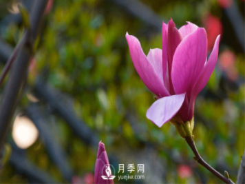 淺析種植紅玉蘭的環(huán)境要求和栽培技術(shù)