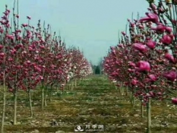 白玉蘭長(zhǎng)得好不好，其實(shí)和開花是有很大聯(lián)系，如何促花開？