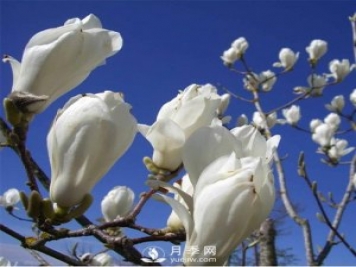 怎樣能讓河南白玉蘭提前開花？