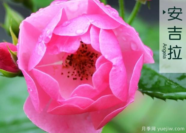 怎樣打造月季花造型花柱？(圖1)