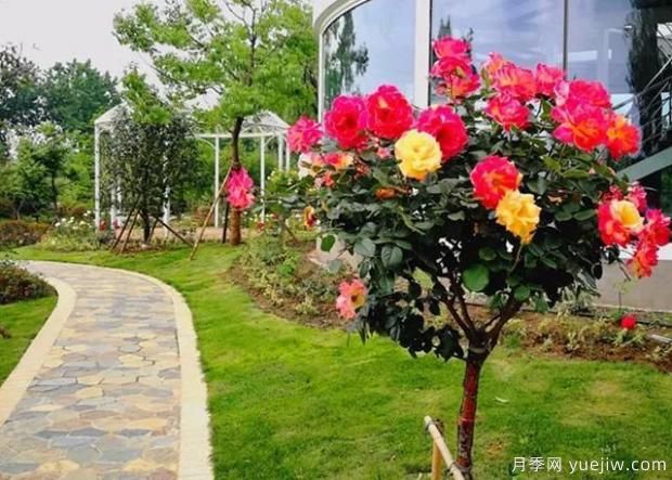 月季種植的肥水管理是怎樣的？(圖1)