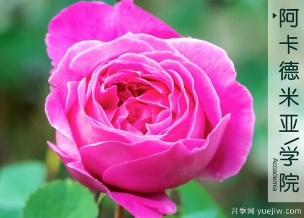 為什么普及率更高的月季沒有取代牡丹成為國花？真相原來是這樣(圖1)