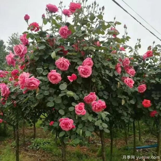 樹狀月季如何養(yǎng)護(hù)？(圖1)