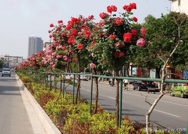 月季萌芽期，養(yǎng)護(hù)抓住這幾點(diǎn)不斷爆盆(圖1)