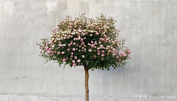 月季樹嫁接時將芽點處的葉片剪掉取芽的操作步驟(圖1)