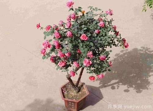 “花中皇后”,花色秀美,四季常開看月季之鄉(xiāng)的樹狀月季是如果養(yǎng)殖的?(圖1) “花中皇后”,花色秀美,四季常開看月季之鄉(xiāng)的樹狀月季是如果養(yǎng)殖的?(圖1)
