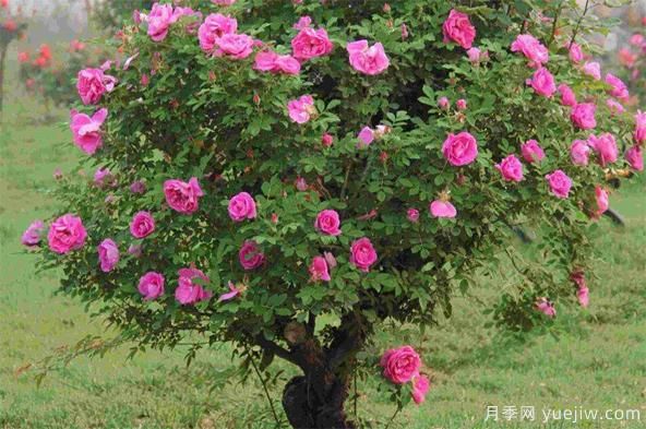 如何防治棒棒糖樹狀月季栽培過程中的介殼蟲侵害？(圖1)