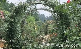 景區(qū)的拱形藤本月季是如何形成的，小苗初期都需要壓枝頭？(圖1)