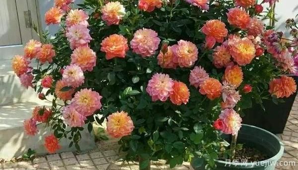 哪樣的花盆，可以用來(lái)種盆栽月季？(圖1)