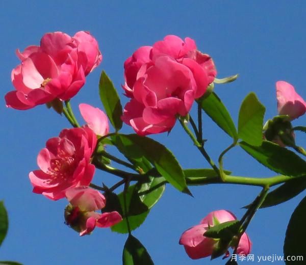 怎樣修剪枝干，能讓花越開越多(圖1)