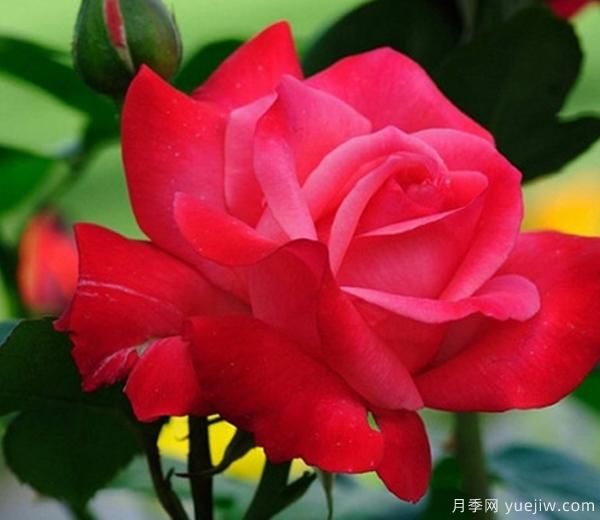 月季花養(yǎng)護(hù)，我們怎樣讓它成為真正的“月月紅”呢？(圖1)