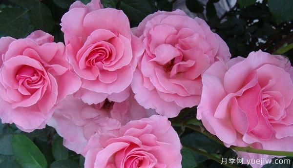 月季花修剪也要講究辦法，快來一起學(xué)習(xí)吧(圖1)