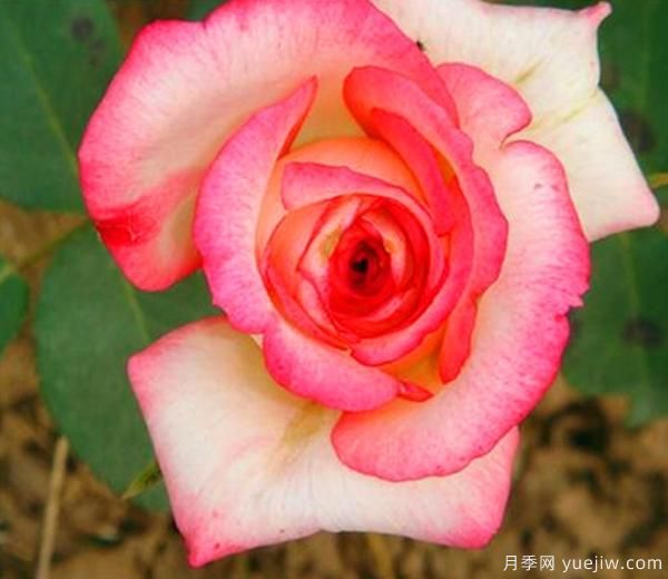 一般月季花哪個(gè)時(shí)期移栽會(huì)比較好？(圖1)