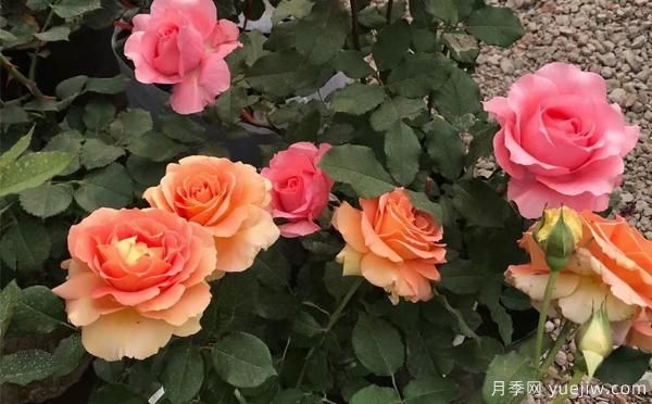 盆栽月季苗選購(gòu)，在哪個(gè)階段比較好呢？(圖1)