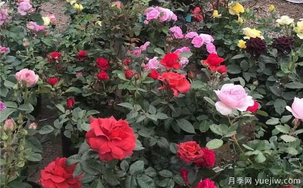 陽臺(tái)上栽盆栽月季，有什么種花知識(shí)呢？(圖1)