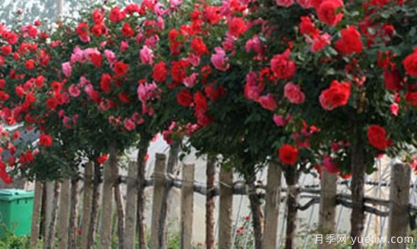 如何把棒棒糖月季能養(yǎng)成樹狀月季(圖1) 如何把棒棒糖月季能養(yǎng)成樹狀月季(圖1)