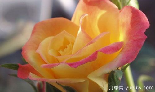 大花月季在施肥時(shí)，有需要注意些什么？(圖1)