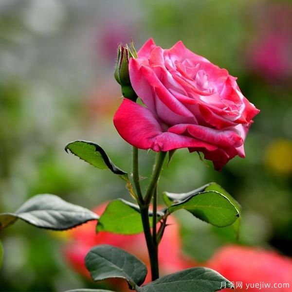 月季人稱花中皇后，那么它開花的關(guān)鍵是什么？(圖1)