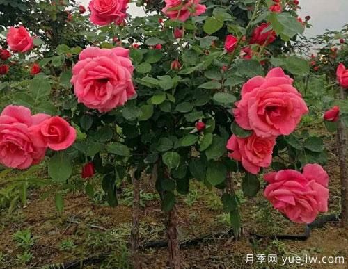 月季花扦插生根慢？教你快速生根法！(圖1)
