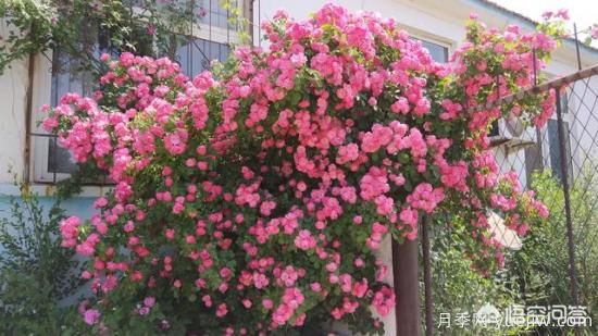 藤本月季的優(yōu)缺點是什么？有哪些？(圖1)