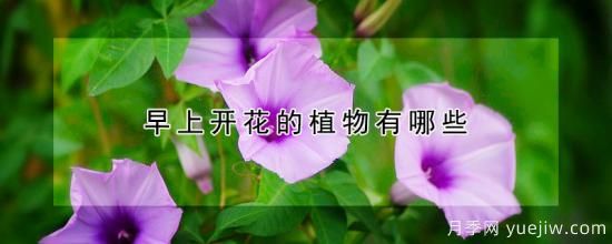 早上開(kāi)花的植物有哪些(圖1)