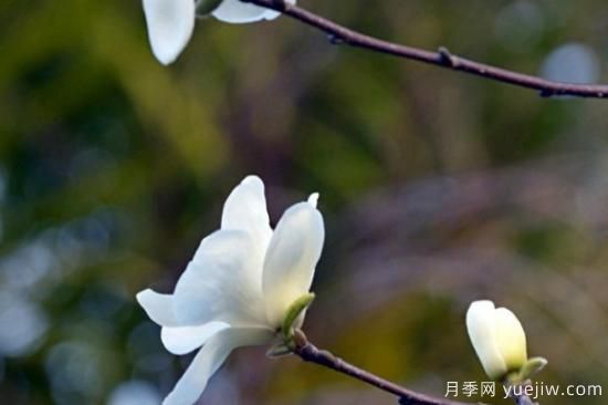 玉蘭花長(zhǎng)什么樣子(圖3)