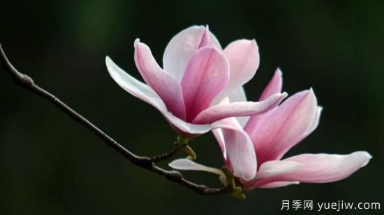 玉蘭花長(zhǎng)什么樣子(圖1)
