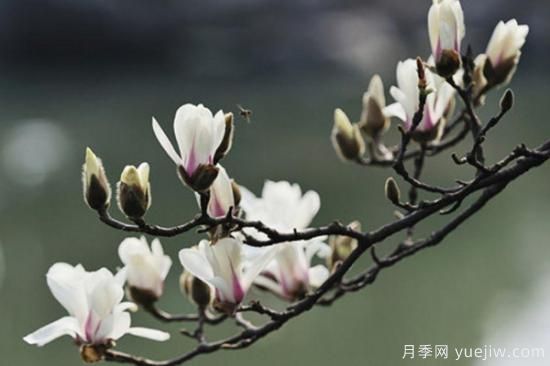 玉蘭花長(zhǎng)什么樣子(圖2)