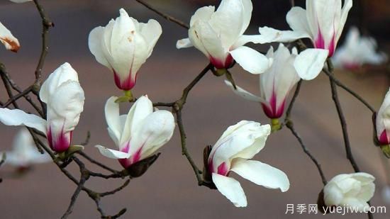 玉蘭樹的養(yǎng)殖方法和注意事項(圖1)