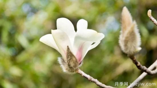 白玉蘭花的養(yǎng)殖方法和注意事項(xiàng) 盆栽(圖1)