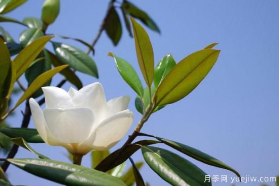 白玉蘭花的養(yǎng)殖方法和注意事項(xiàng) 盆栽(圖2)